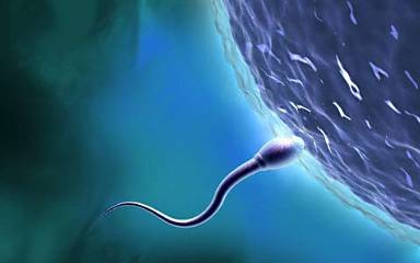 тест на качество спермы