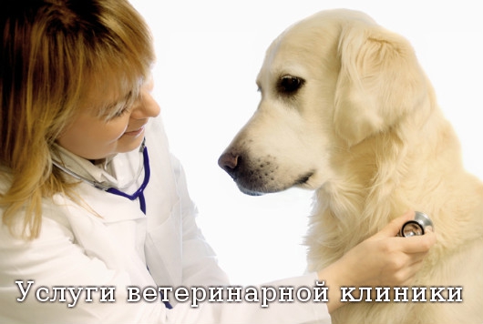 услуги ветеринара